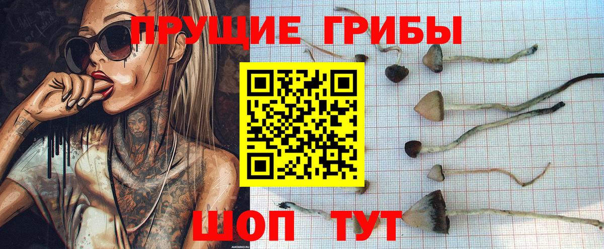 Псилоцибиновые грибы Psilocybe Верхняя Салда